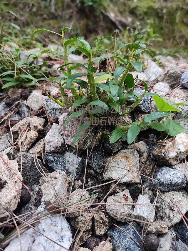 霍山米斛为什么叫珍贵