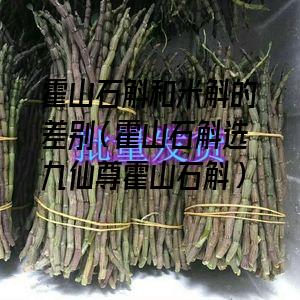 霍山石斛和米斛的差别（霍山石斛选九仙尊霍山石斛）