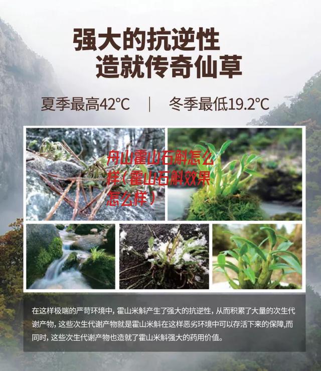 舟山霍山石斛怎么样