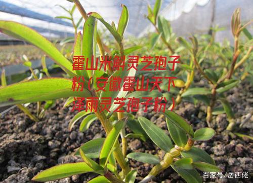 霍山米斛灵芝孢子粉