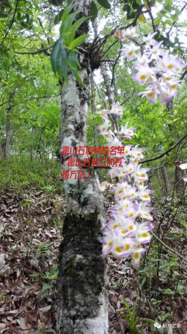 霍山石斛种植名单