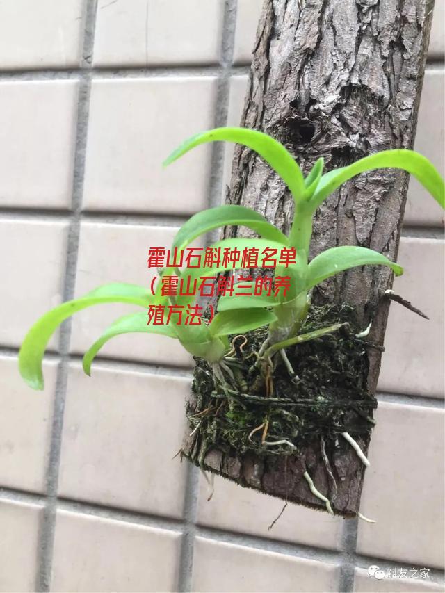 霍山石斛种植名单