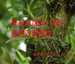 聚石斛功效（聚石斛药效有哪些）