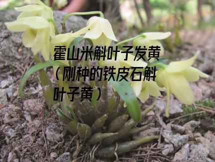 霍山米斛叶子发黄