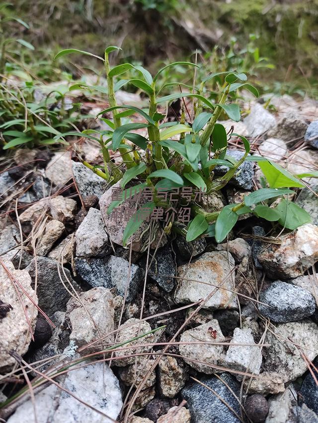 霍山1号与2号米斛