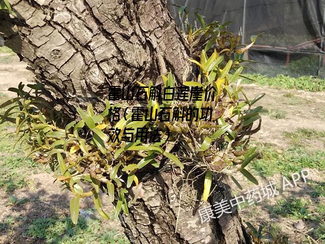 霍山石斛白莲崖价格