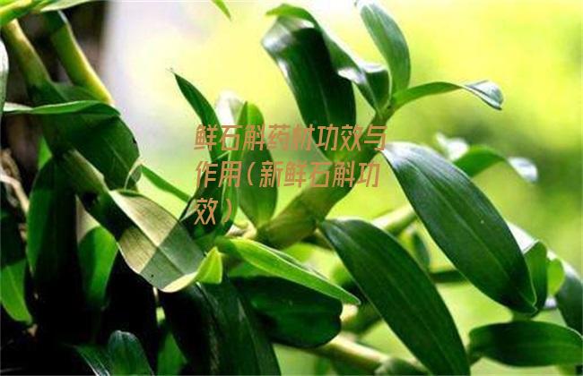 鲜石斛药材功效与作用（新鲜石斛功效）