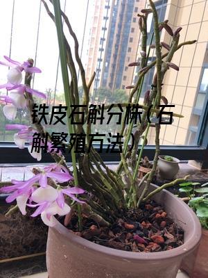 铁皮石斛分株