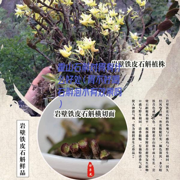 霍山石斛对胃有什么好处（胃不好喝石斛泡水有效果吗）