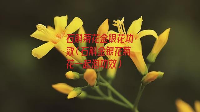 石斛菊花金银花功效