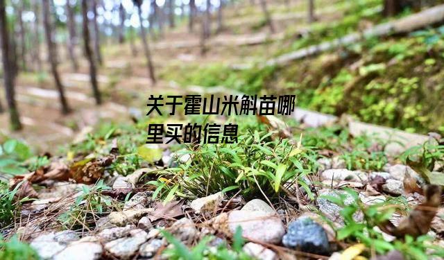 霍山米斛苗哪里买