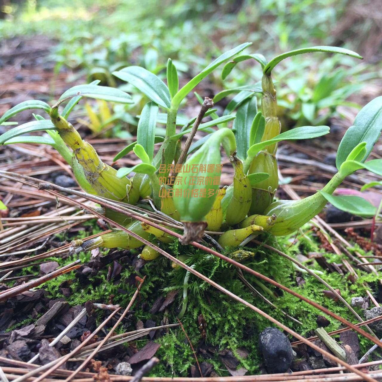 吕梁霍山石斛哪家的正宗（正宗的霍山石斛价格是多少）