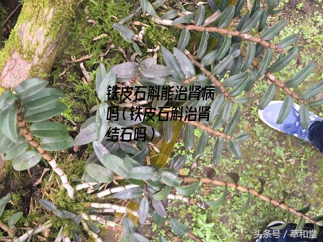 铁皮石斛能治肾病吗