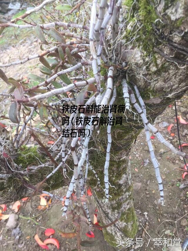 铁皮石斛能治肾病吗