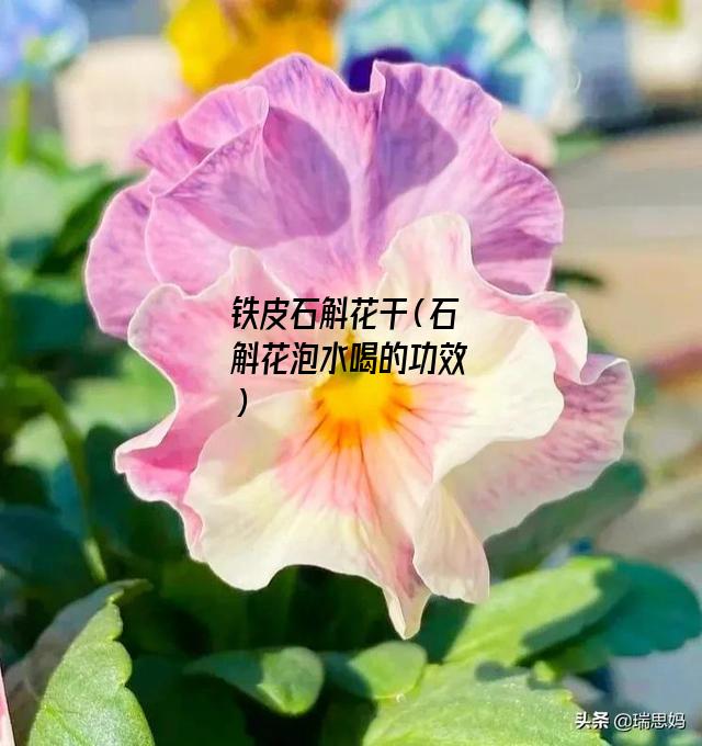 铁皮石斛花干