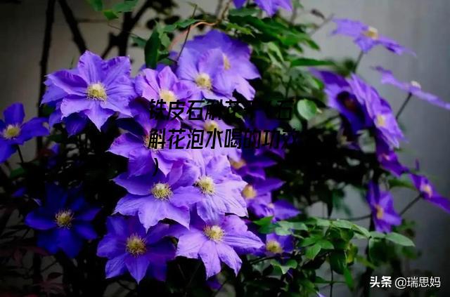 铁皮石斛花干