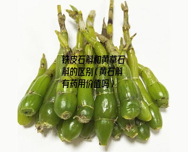 铁皮石斛和黄草石斛的区别