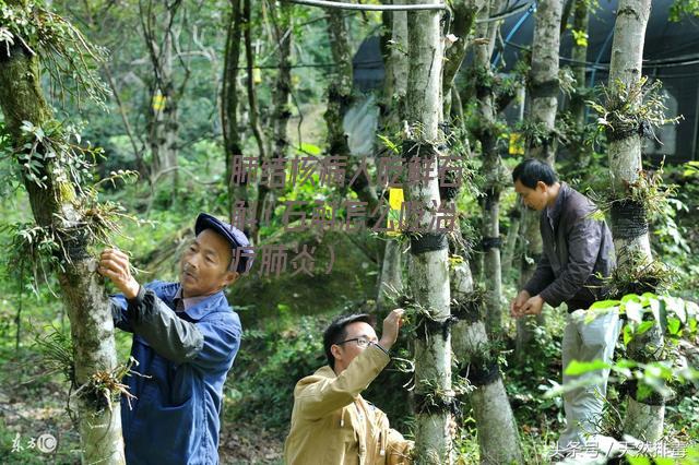 肺结核病人吃鲜石斛