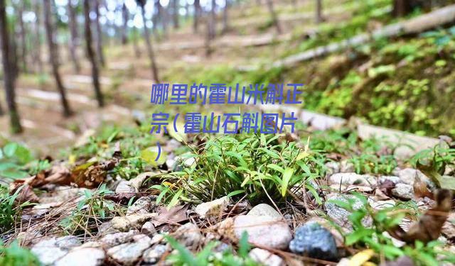 哪里的霍山米斛正宗