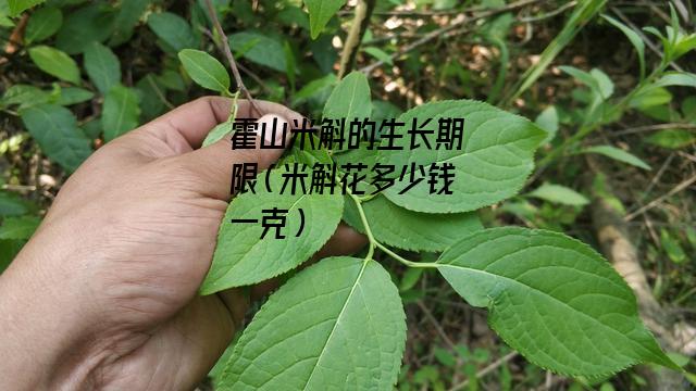 霍山米斛的生长期限