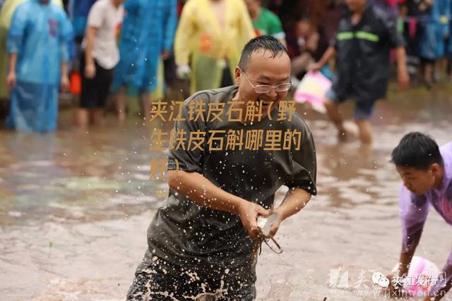 夹江铁皮石斛