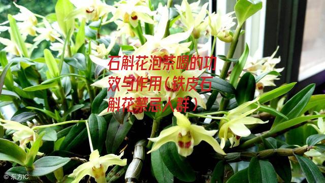 石斛花泡茶喝的功效与作用