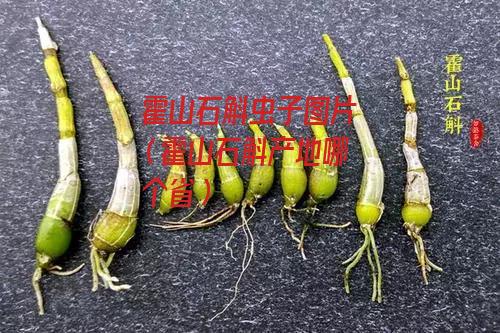 霍山石斛虫子图片