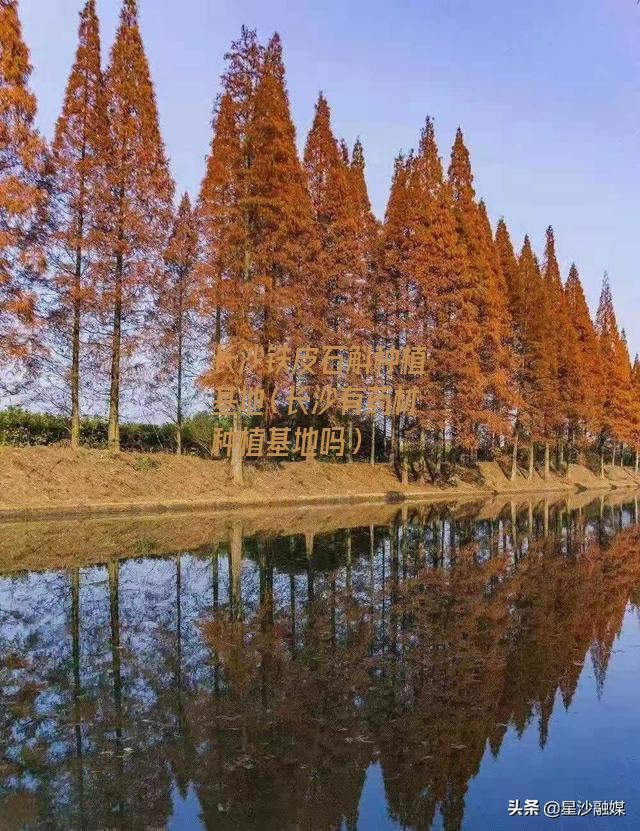 长沙铁皮石斛种植基地