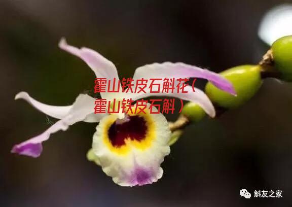 霍山铁皮石斛花