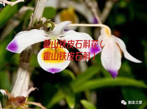 霍山铁皮石斛花