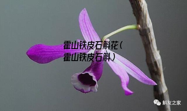 霍山铁皮石斛花