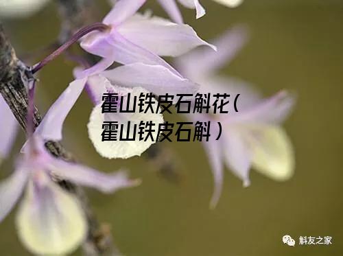 霍山铁皮石斛花