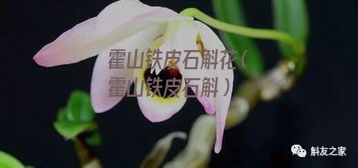 霍山铁皮石斛花