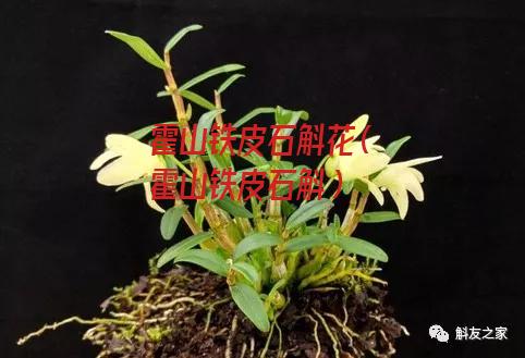 霍山铁皮石斛花