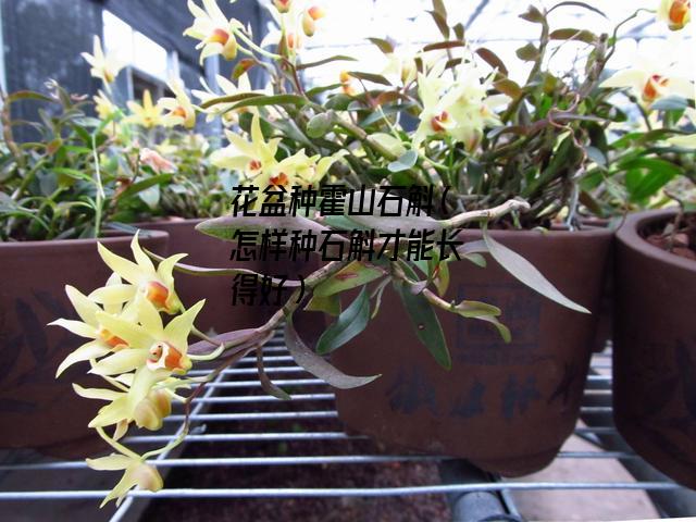 花盆种霍山石斛