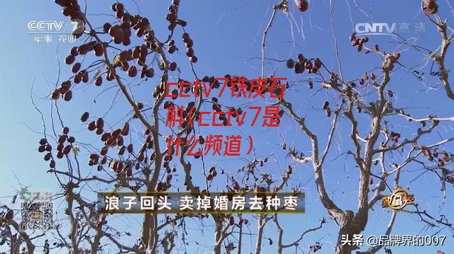 cctv7铁皮石斛