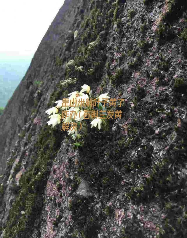 霍山米斛叶子黄了咋办