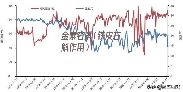 金寨石斛