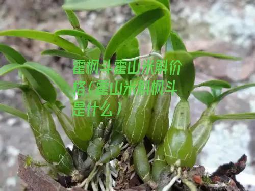 霍枫斗霍山米斛价格