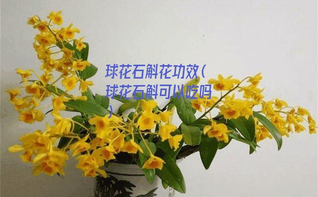 球花石斛花功效