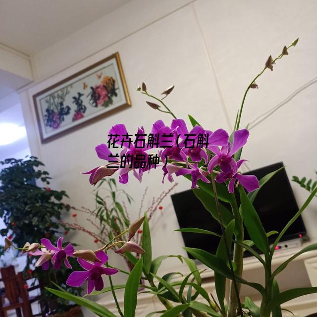 花卉石斛兰