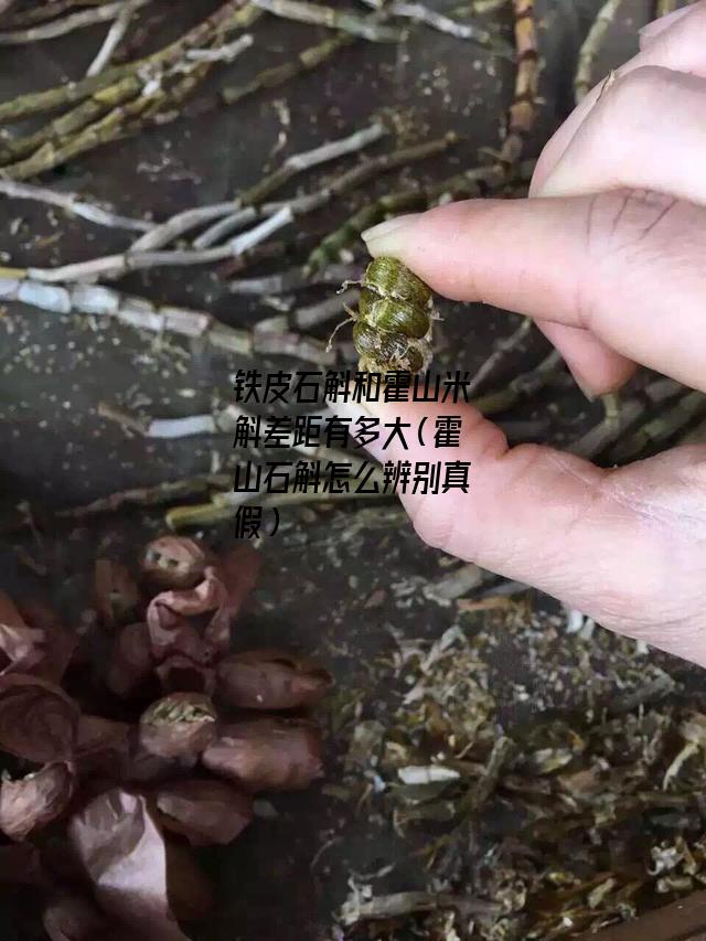 铁皮石斛和霍山米斛差距有多大