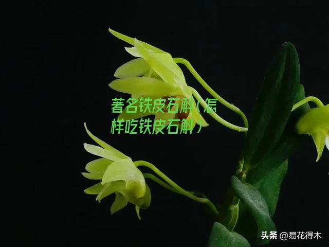 著名铁皮石斛