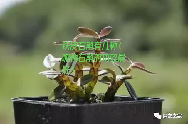 铁皮石斛有几种