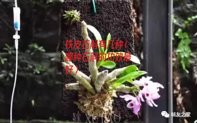 铁皮石斛有几种