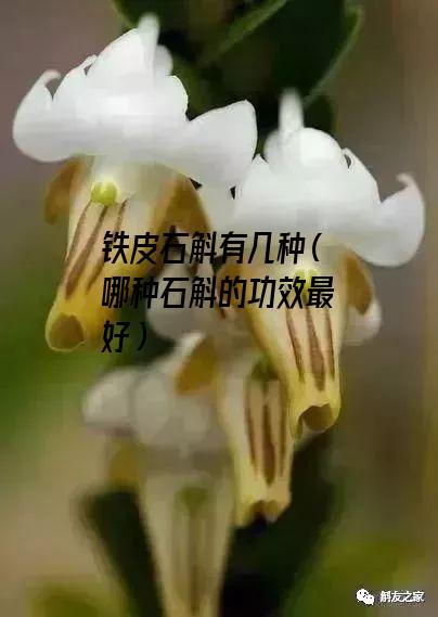 铁皮石斛有几种