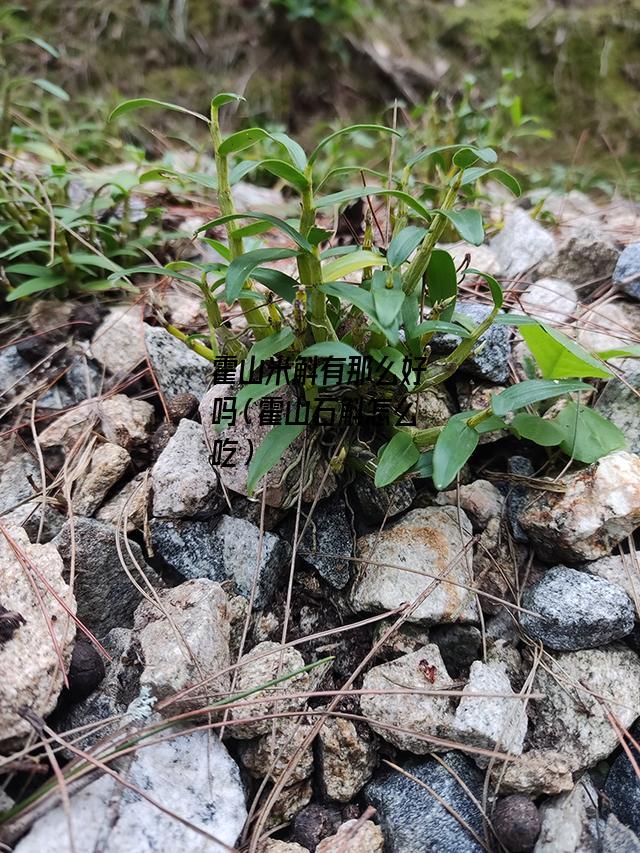 霍山米斛有那么好吗