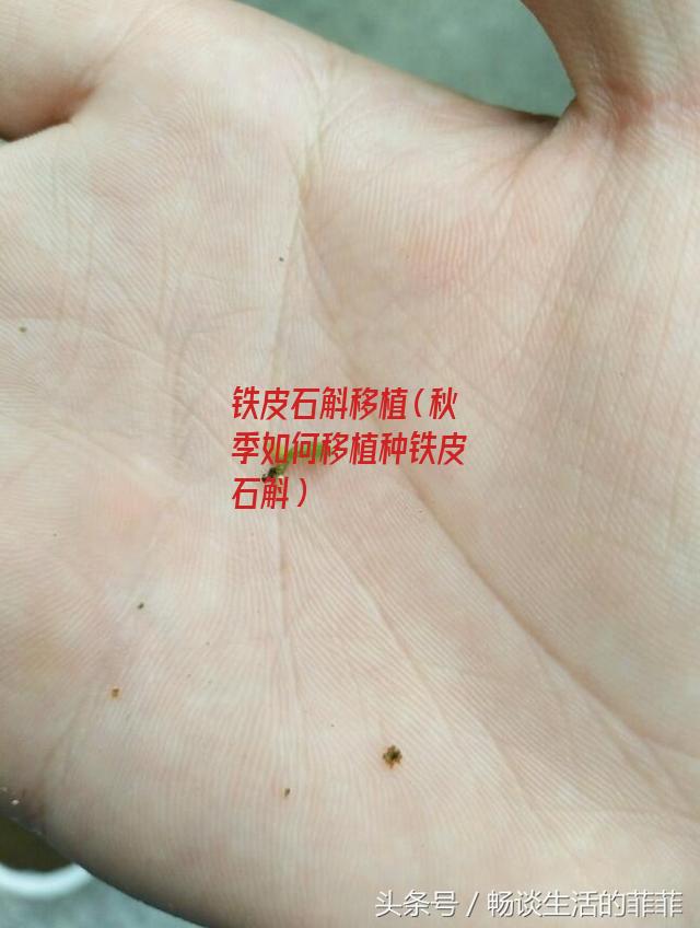 铁皮石斛移植