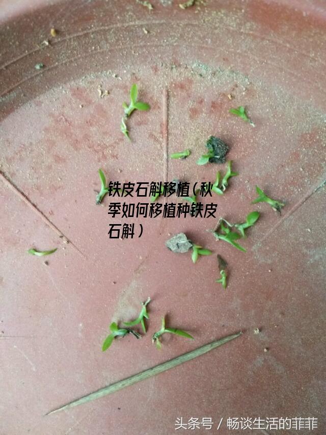 铁皮石斛移植