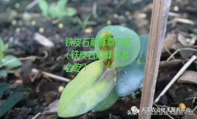 铁皮石斛鲜草价格